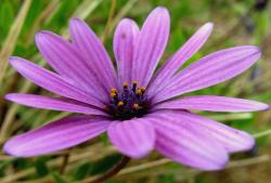 purple daisy picture.jpg