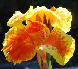 Canna Lily pics.jpg