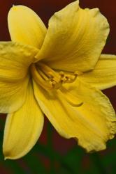 close of photo of yellow lily flower.jpg