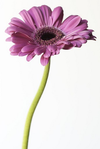 purple daisy picture with purple center.jpg
