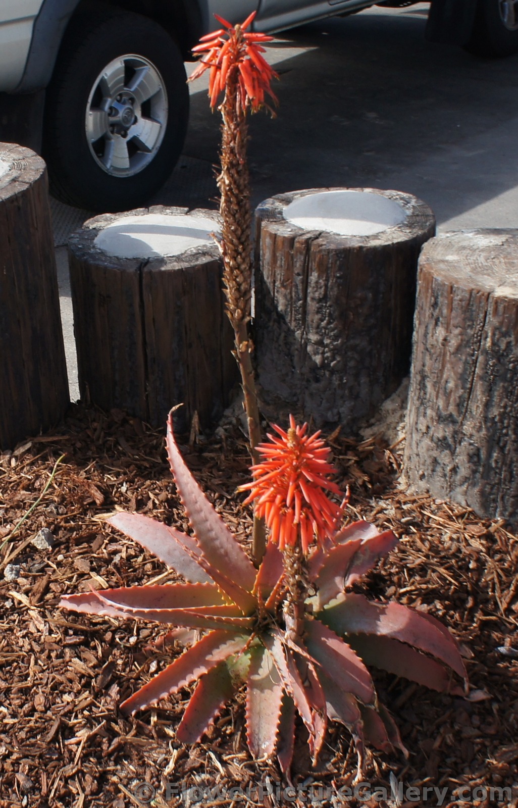 Aloe cameronii Red Aloe Plant in Santa Barbara.jpg
