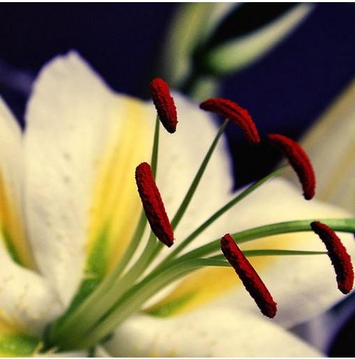 close up picture of the center of lily flowers.jpg