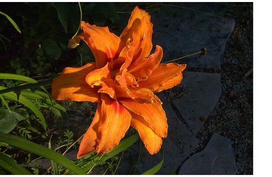 dark orange lily flower photo.jpg