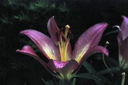 dark purple lily flowers photo.jpg