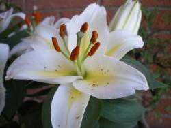 garden white lilies flowers.jpg