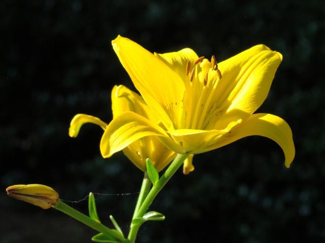 golden lily flower photo.jpg