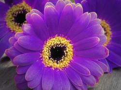 purple daisy picture with black.jpg