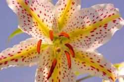 Golden-Rayed Lily pics.jpg