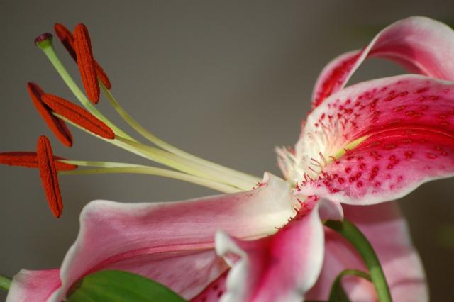 lily flower images.jpg