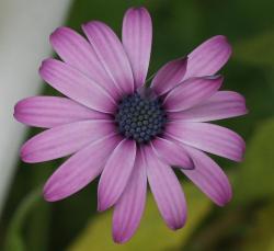 purple daisy pics.jpg