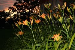 lily flower photo.jpg