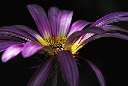 purple daisy photos.jpg