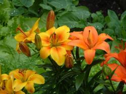 lily flowers in ornage.jpg