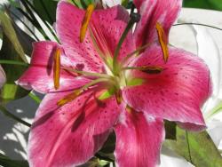 lily flowers picture.jpg