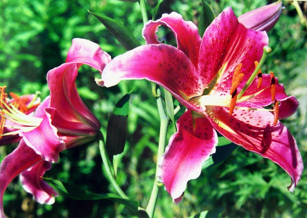 Luminous in bright pink_summer flowers in garden.jpg