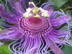 tropical purple flower.jpg