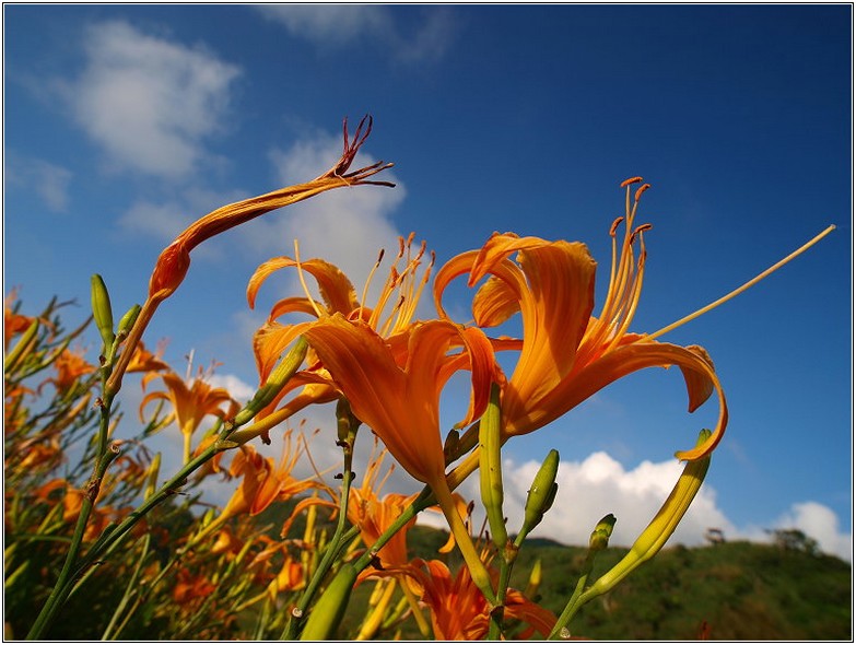 orange lilies field.jpg