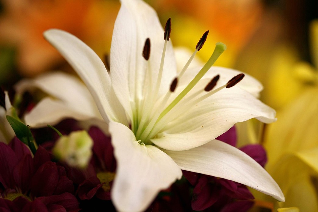 oriental lily flower in white.jpg