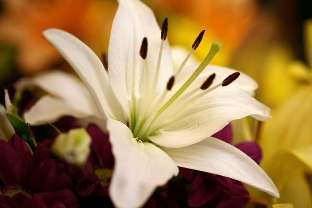 oriental lily flower in white.jpg
