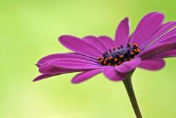 Purple daisy photo.jpg