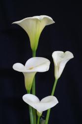 photo of calla lilies.jpg