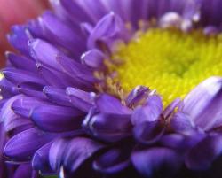 purple daisy flwoer with bright yellow center.jpg