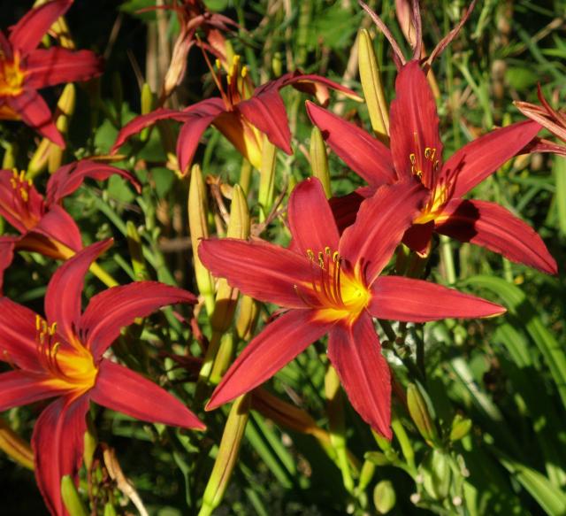 red lily of the valley flower.jpg