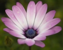 purple daisy flowers.jpg