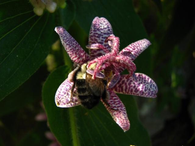 Toad Lily with a  Bee.jpg
