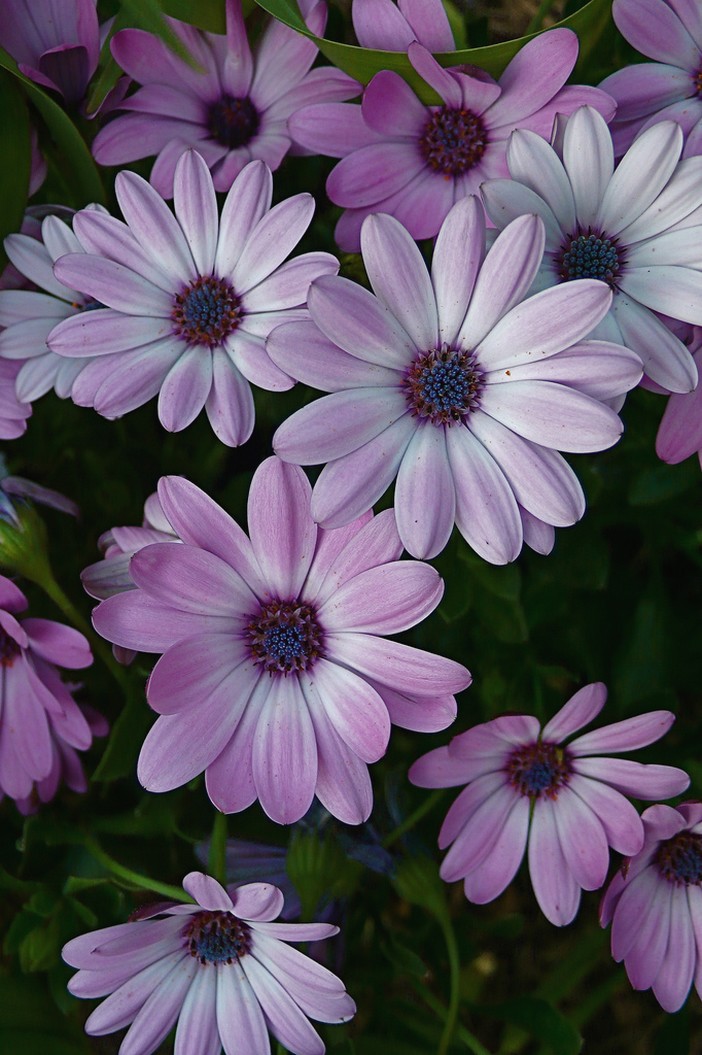 purple daisy flowers picture.jpg