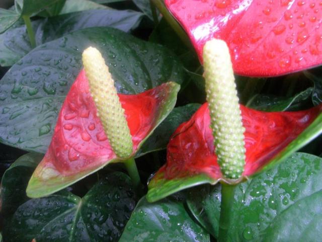 unique lily flowers photo.jpg