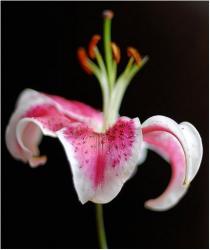white and pink lily flower image.jpg