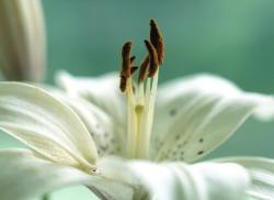 white lily flower pict.jpg