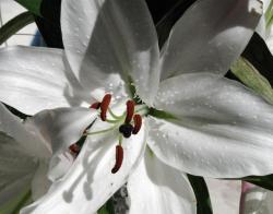 white lily flowers close up image.jpg