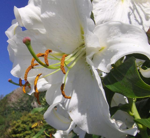 white lily flowers picture.jpg