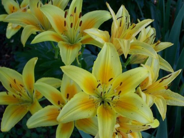 Yellow Lilies bouquet.jpg