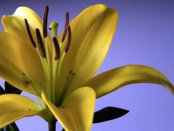 yellow lily flower photo with brown center.jpg