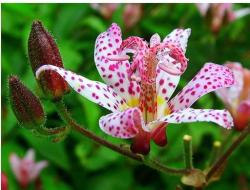 beautiful lilies flowers.jpg