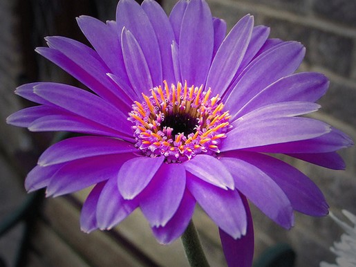 purple daisy flower with orange photo.jpg