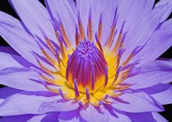 Tropical Blue Water Lily.jpg