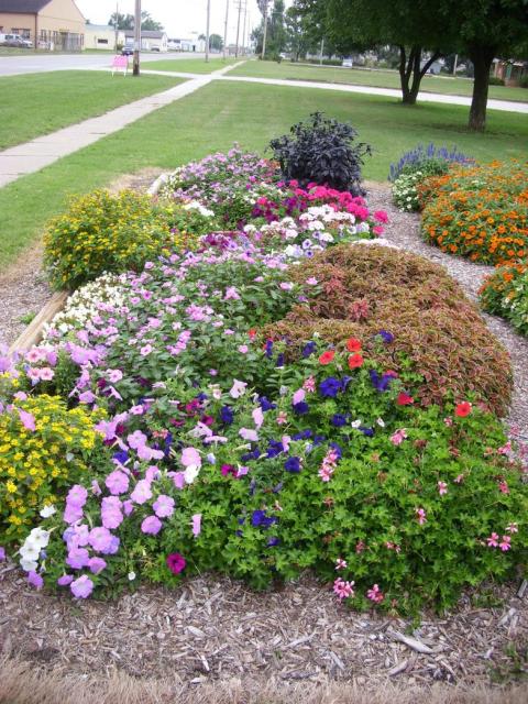 beautiful garden picture with colorful annual flowers.jpg