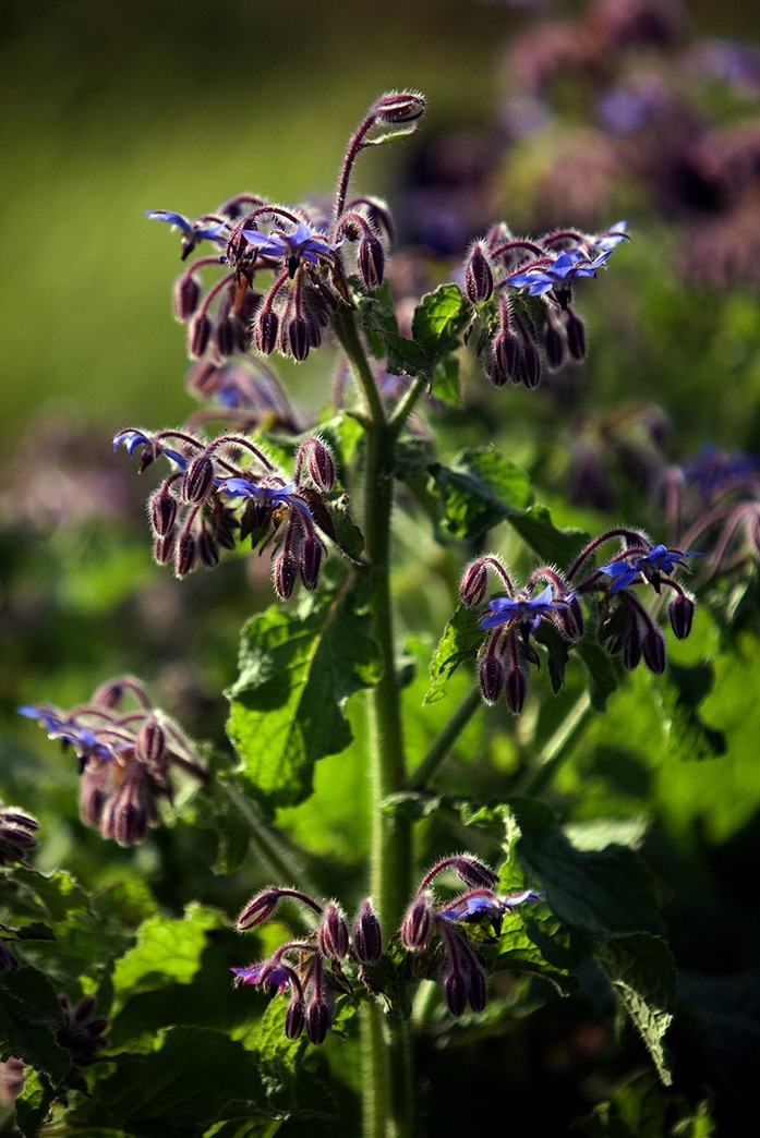 Borage flowers_an annual flowers in your beautiful garden.jpg