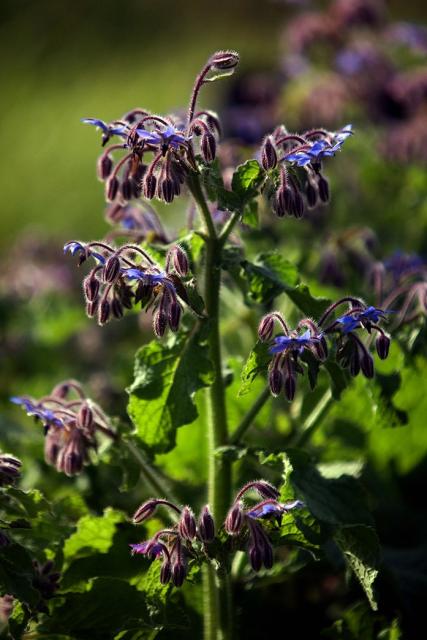 Borage flowers_an annual flowers in your beautiful garden.jpg