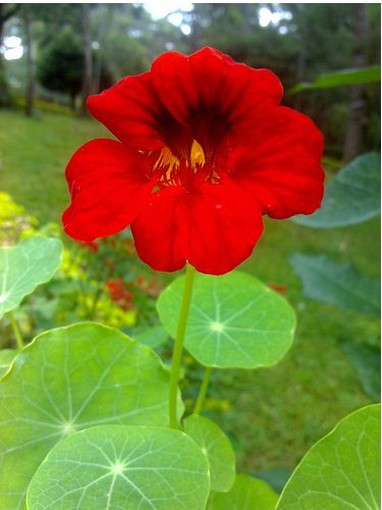 Bright red annual flower, Indian Cress.jpg