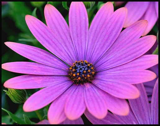 purple daisy flower images.jpg