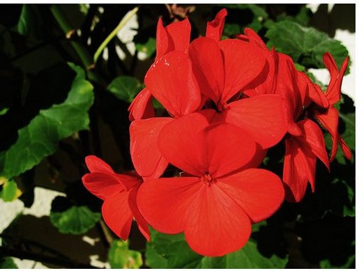 bright red annual flowers image.jpg