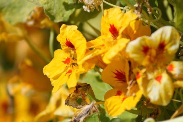 bright yellow annual flowers.jpg