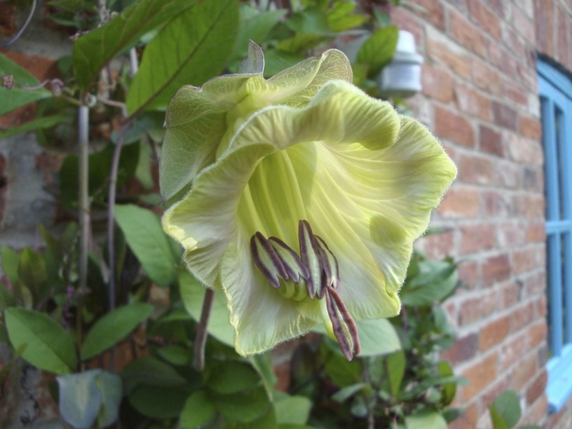 Cobea scandens picture.jpg