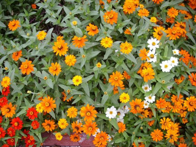 cute and small annual flowers in orange, red and white.jpg