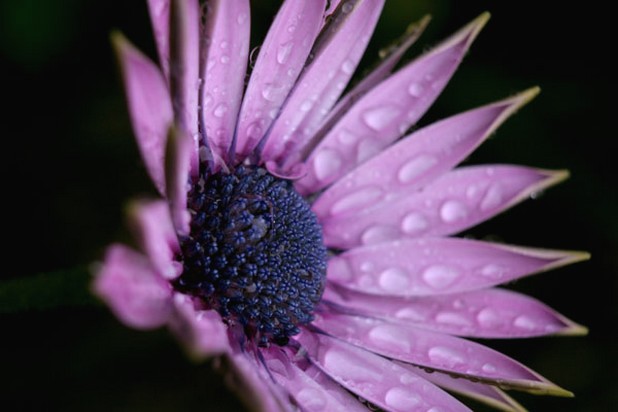 purple daisy flower image.jpg